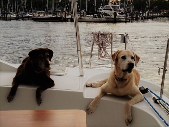 Living with Dogs on a Boat